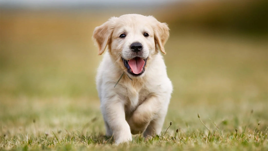 Keep Your Pet Healthy and Happy